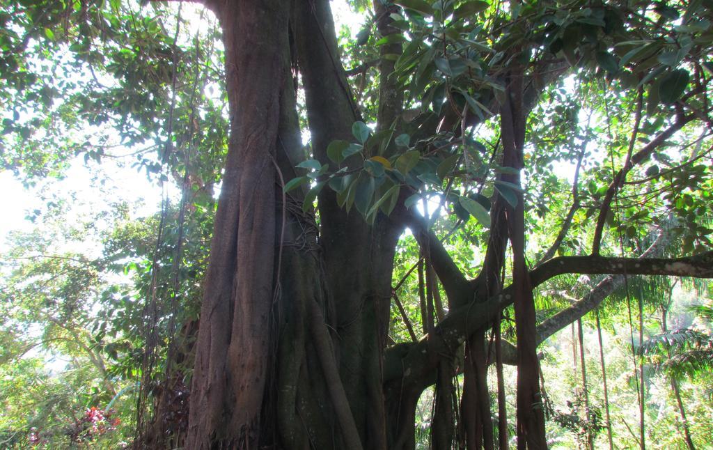 アンパロ Fazenda Sao Miguelヴィラ 部屋 写真