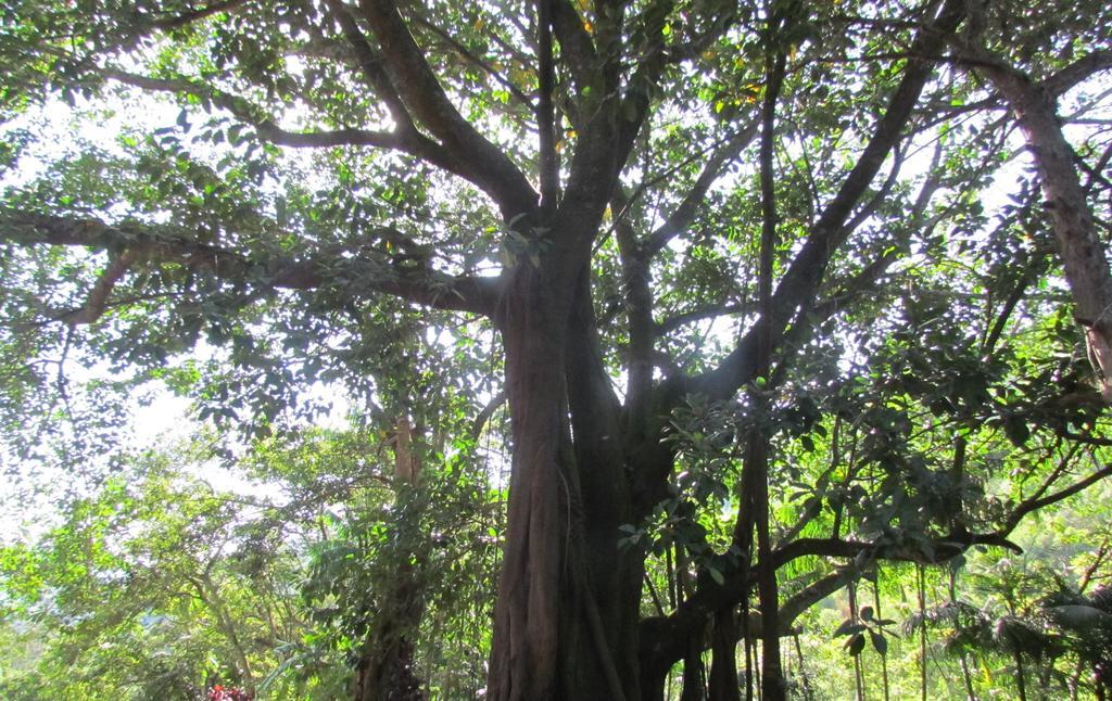 アンパロ Fazenda Sao Miguelヴィラ 部屋 写真